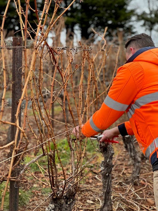 Winter in the Vineyard: A Vine Pruning Masterclass