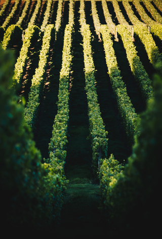 Tasting Bench and Beyond - Vineyard Tour and Masterclass